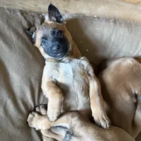 Luna, a female Belgian Malinois for sale in Bozeman, MT – Photo 4 of 5