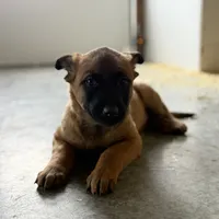Luna, a female Belgian Malinois for sale in Bozeman, MT – Photo 3 of 5