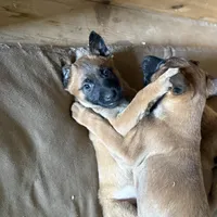 Luna, a female Belgian Malinois for sale in Bozeman, MT – Photo 5 of 5