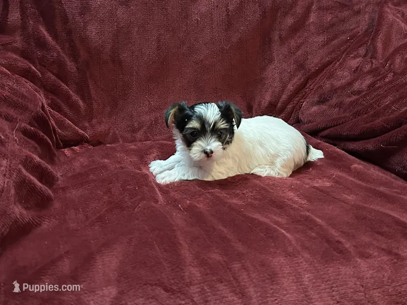 Female Parti Yorkshire Terrier  – Yorkshire Terrier puppy for sale in Horse Cave, KY