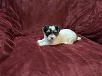 Female Parti Yorkshire Terrier , a female Yorkshire Terrier for sale in Horse Cave, KY – 1 of 2