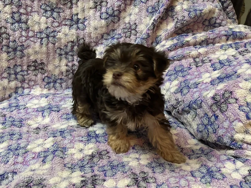 Chocolate female Yorkie  – Yorkshire Terrier puppy for sale in Horse Cave, KY