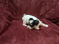 Female Parti Yorkshire Terrier , a female Yorkshire Terrier for sale in Horse Cave, KY – 2 of 2