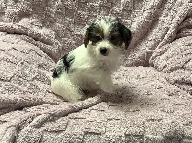 Yorkie Parti Male – Yorkshire Terrier puppy for sale in Horse Cave, KY