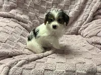 Yorkie Parti Male, a male Yorkshire Terrier for sale in Horse Cave, KY – 1 of 2