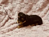 Chocolate female Yorkie , a female Yorkshire Terrier for sale in Horse Cave, KY – 3 of 3