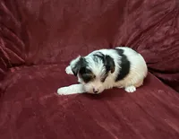 Yorkie Parti Male, a male Yorkshire Terrier for sale in Horse Cave, KY – 2 of 2