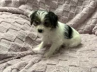 Yorkie Parti Male, a male Yorkshire Terrier for sale in Horse Cave, KY – 2 of 2