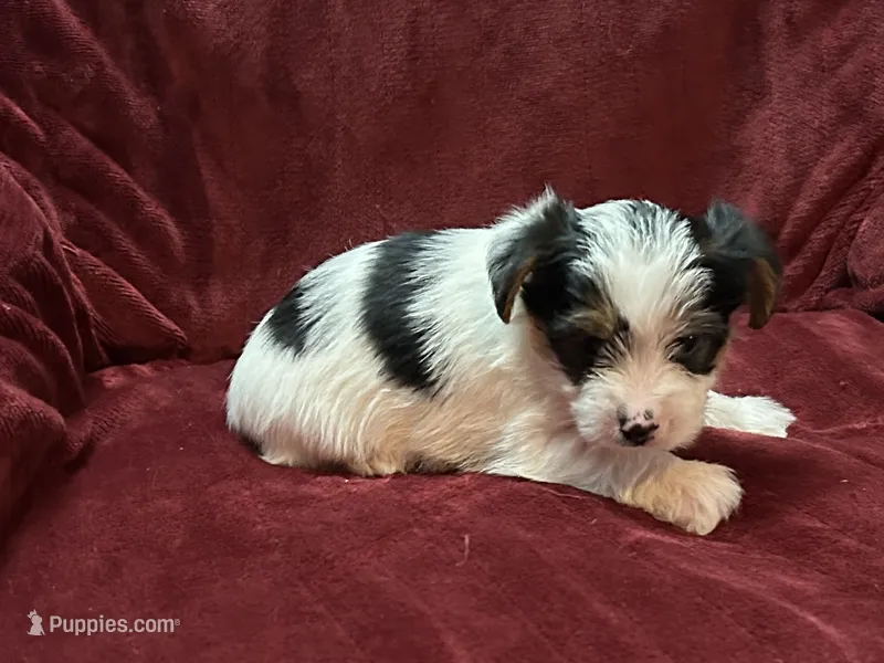 Yorkie Parti Male, a male Yorkshire Terrier for sale in Horse Cave, KY – 1 of 2