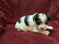 Yorkie Parti Male, a male Yorkshire Terrier for sale in Horse Cave, KY – 1 of 2