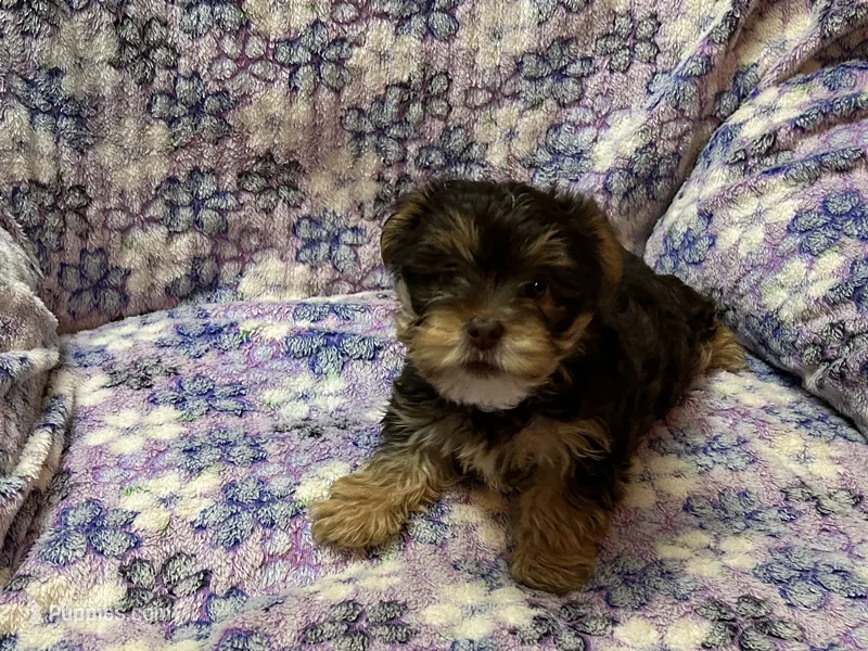 Chocolate female Yorkie  – Yorkshire Terrier puppy for sale in Horse Cave, KY
