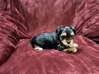 Female Yorkshire Terrier , a female Yorkshire Terrier for sale in Horse Cave, KY – 1 of 2