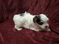 Parti female Yorkie, a female Yorkshire Terrier for sale in Horse Cave, KY – Photo 2 of 3