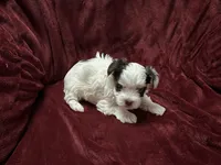 Parti female Yorkie, a female Yorkshire Terrier for sale in Horse Cave, KY – Photo 1 of 3