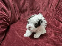 Parti female Yorkie, a female Yorkshire Terrier for sale in Horse Cave, KY – Photo 3 of 3