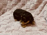 Chocolate female Yorkie , a female Yorkshire Terrier for sale in Horse Cave, KY – 2 of 3