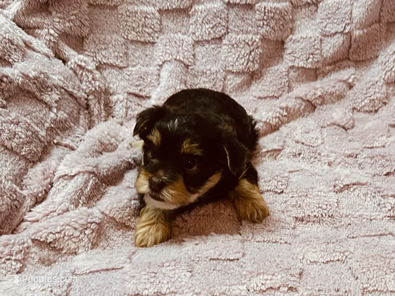 Chocolate female Yorkie  – Yorkshire Terrier puppy for sale in Horse Cave, KY