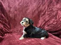 Female Yorkshire Terrier , a female Yorkshire Terrier for sale in Horse Cave, KY – 2 of 2