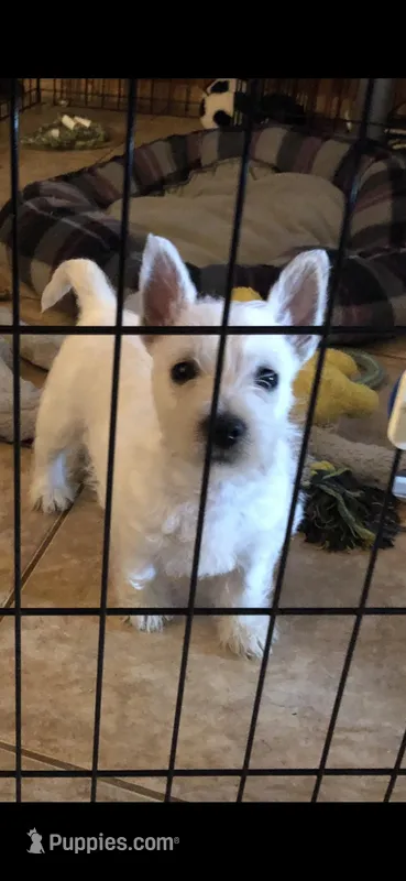 Pebbles – West Highland White Terrier puppy for sale in Manteca, CA
