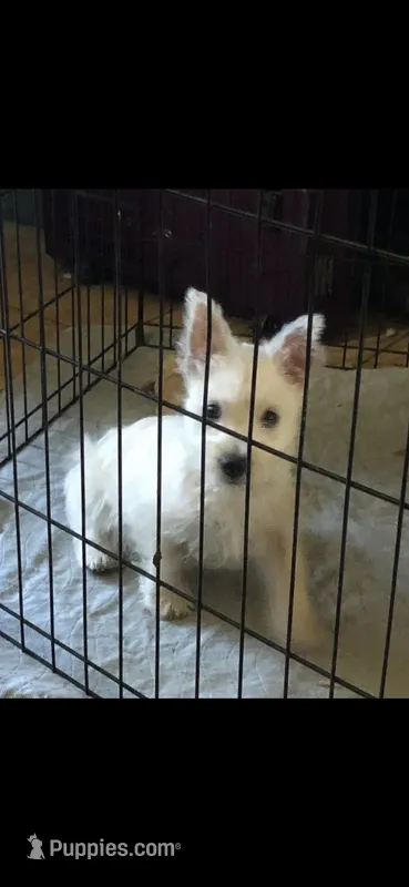 Pebbles – West Highland White Terrier puppy for sale in Manteca, CA