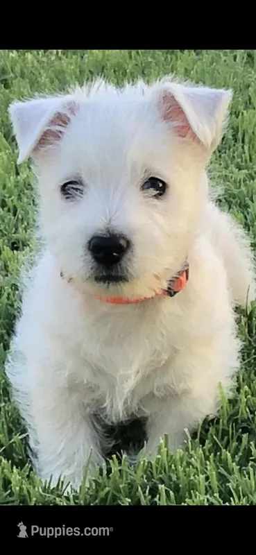 Pebbles – West Highland White Terrier puppy for sale in Manteca, CA