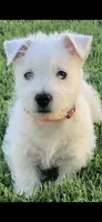 Pebbles, a female West Highland White Terrier for sale in Manteca, CA – Photo 1 of 4