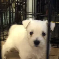 Pebbles, a female West Highland White Terrier for sale in Manteca, CA – Photo 3 of 4