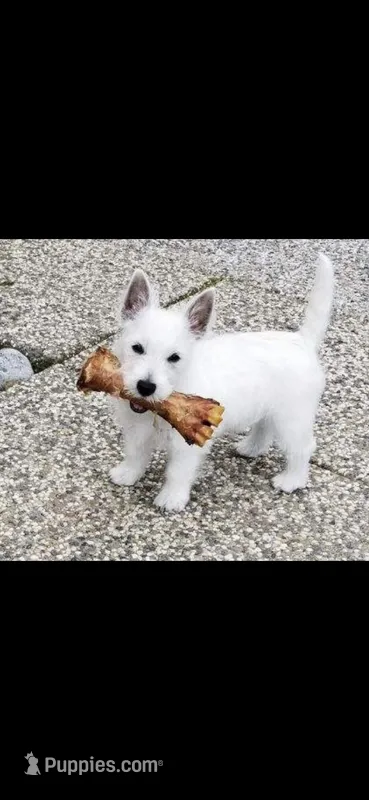 Cowboy – West Highland White Terrier puppy for sale in Manteca, CA