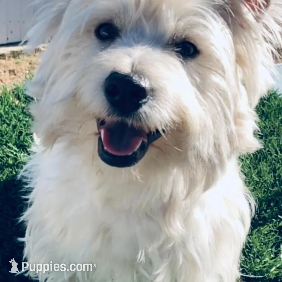 Cowboy, a male West Highland White Terrier for sale in Manteca, CA – Photo 5 of 5
