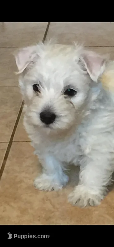 Cowboy – West Highland White Terrier puppy for sale in Manteca, CA