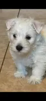 Cowboy, a male West Highland White Terrier for sale in Manteca, CA – Photo 1 of 5