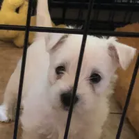 Cowboy, a male West Highland White Terrier for sale in Manteca, CA – Photo 2 of 5