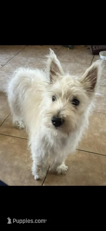 Cowboy – West Highland White Terrier puppy for sale in Manteca, CA