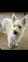 Cowboy, a male West Highland White Terrier for sale in Manteca, CA – 1 of 4