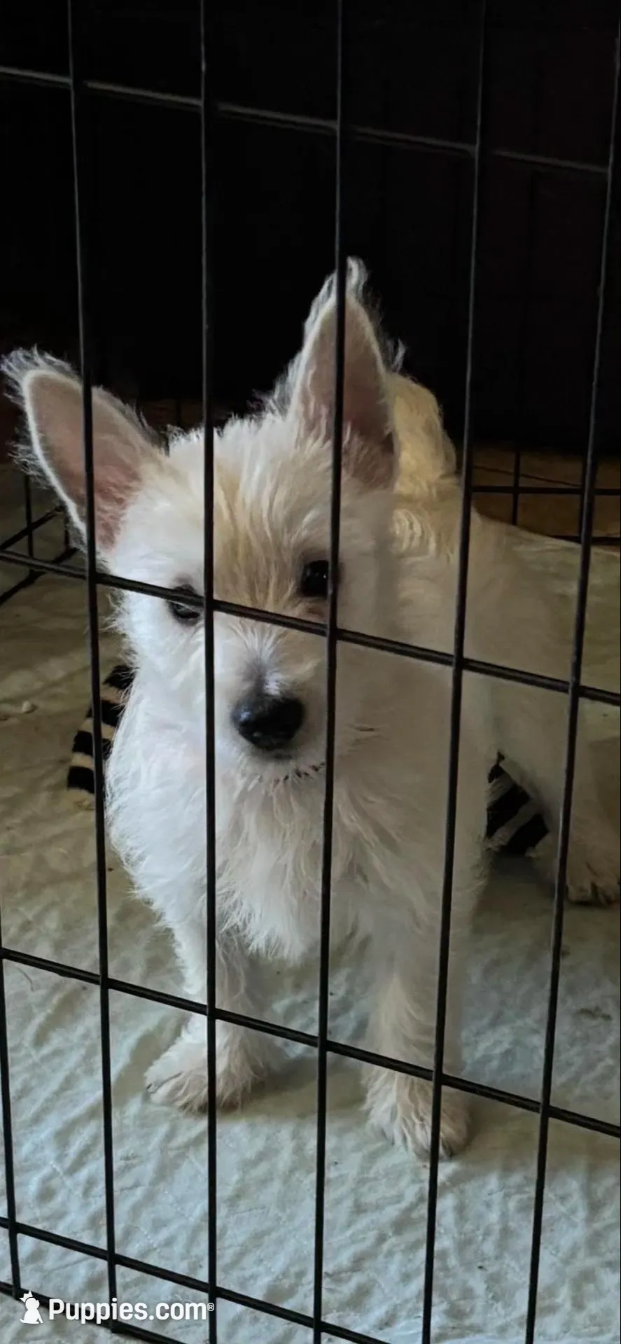 Cowboy – West Highland White Terrier puppy for sale in Manteca, CA