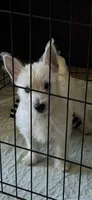 Cowboy, a male West Highland White Terrier for sale in Manteca, CA – Photo 3 of 5