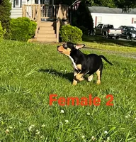 Makeda , a female American Bully for sale in East Stroudsburg, PA – 4 of 10