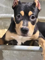 Makeda , a female American Bully for sale in East Stroudsburg, PA – 10 of 10