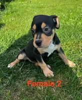 Makeda , a female American Bully for sale in East Stroudsburg, PA – 6 of 10