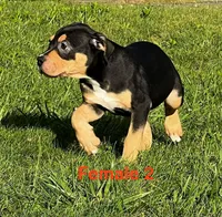 Makeda , a female American Bully for sale in East Stroudsburg, PA – 7 of 10