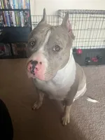 Heineken , a male American Bully for sale in East Stroudsburg, PA – 9 of 10