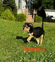 Makeda , a female American Bully for sale in East Stroudsburg, PA – 5 of 10