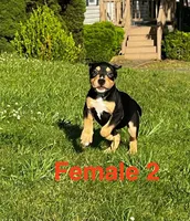 Makeda , a female American Bully for sale in East Stroudsburg, PA – 2 of 10