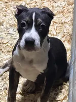 Lucy, a female American Bully for sale in East Stroudsburg, PA – 6 of 10