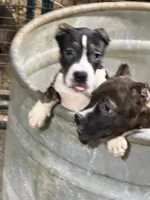Lucy, a female American Bully for sale in East Stroudsburg, PA – 8 of 10