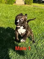 Heineken , a male American Bully for sale in East Stroudsburg, PA – 6 of 10