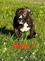 Heineken , a male American Bully for sale in East Stroudsburg, PA – 1 of 10