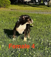 Lucy, a female American Bully for sale in East Stroudsburg, PA – 3 of 10
