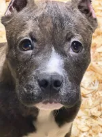 Heineken , a male American Bully for sale in East Stroudsburg, PA – 5 of 10