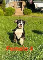 Lucy, a female American Bully for sale in East Stroudsburg, PA – 7 of 10